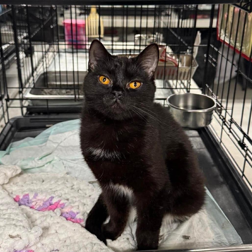 Enlarge Honey Girl ARC2026-009, a Adoptable Domestic Short Hair in Akron, NY image 1/2