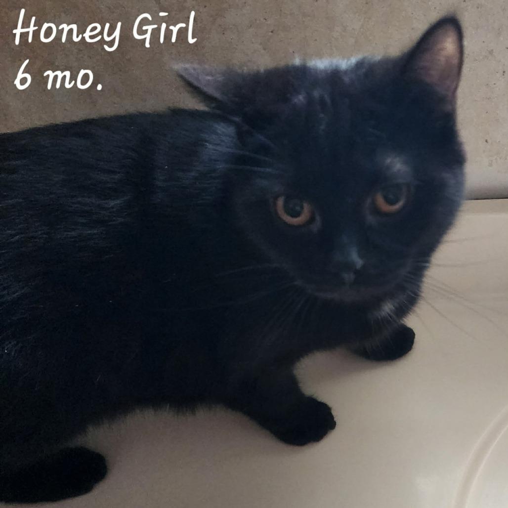 Honey Girl ARC2026-009, Adoptable, Young Female Domestic Short Hair.
