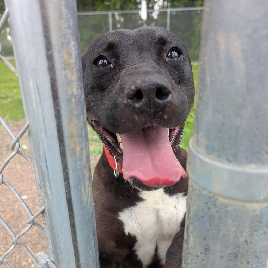Rookie, Adoptable, Adult Male Labrador Retriever & Pit Bull Terrier.
