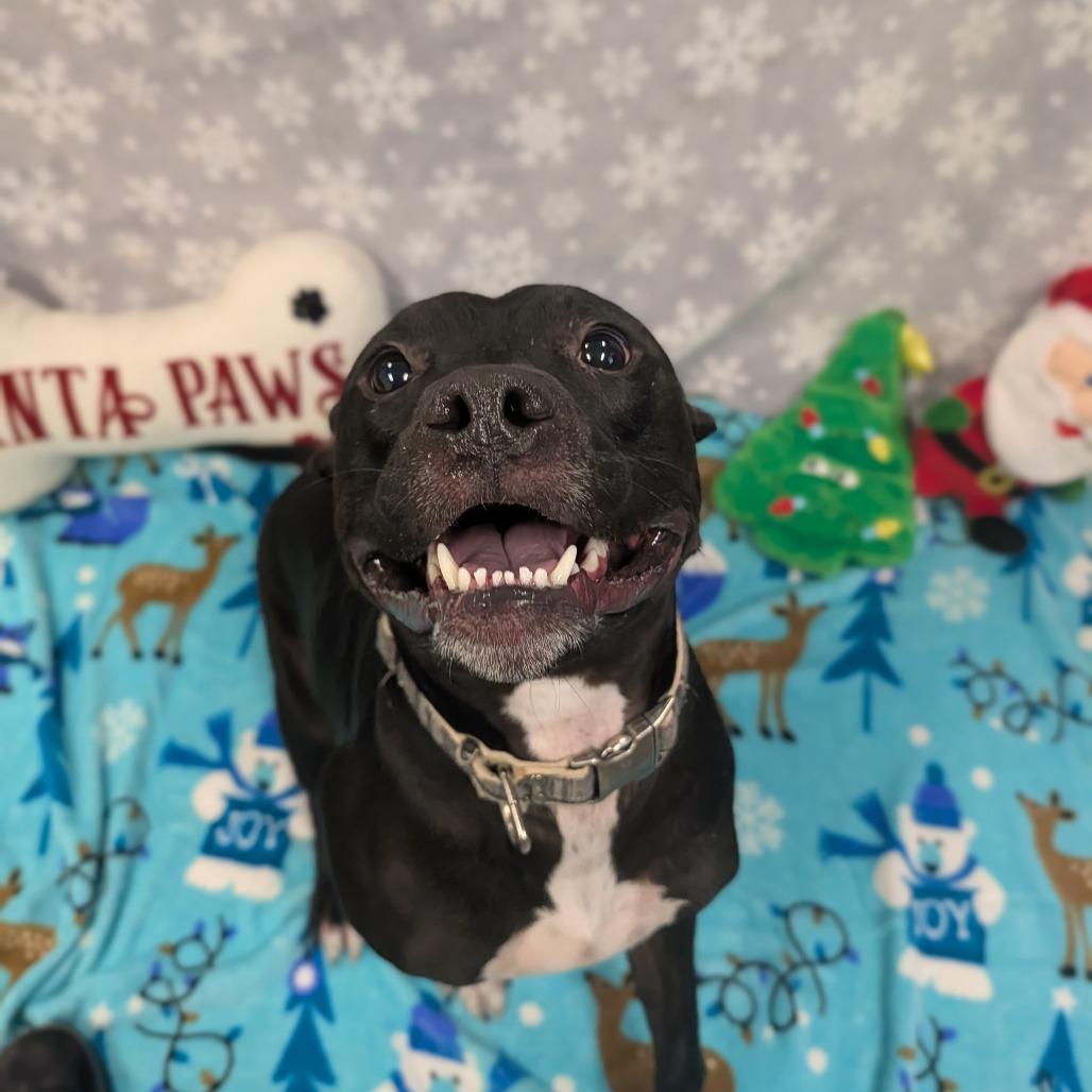 Enlarge Rookie, a Adoptable mixed breed in Jasper, IN image 2/6