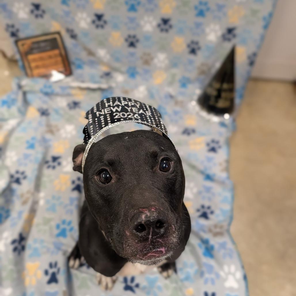 Enlarge Rookie, a Adoptable mixed breed in Jasper, IN image 4/6