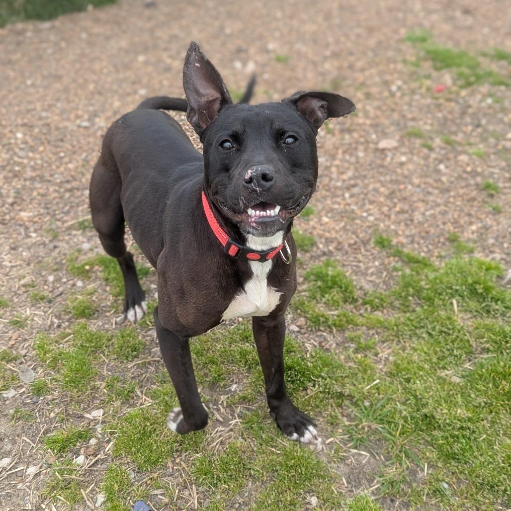 Enlarge Rookie, a Adoptable mixed breed in Jasper, IN image 5/6