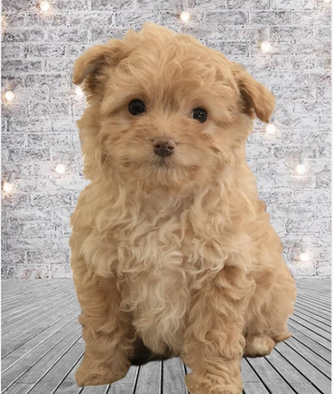 Enlarge Princess , a ADOPTABLE Goldendoodle in Wayne , NJ image 1/1