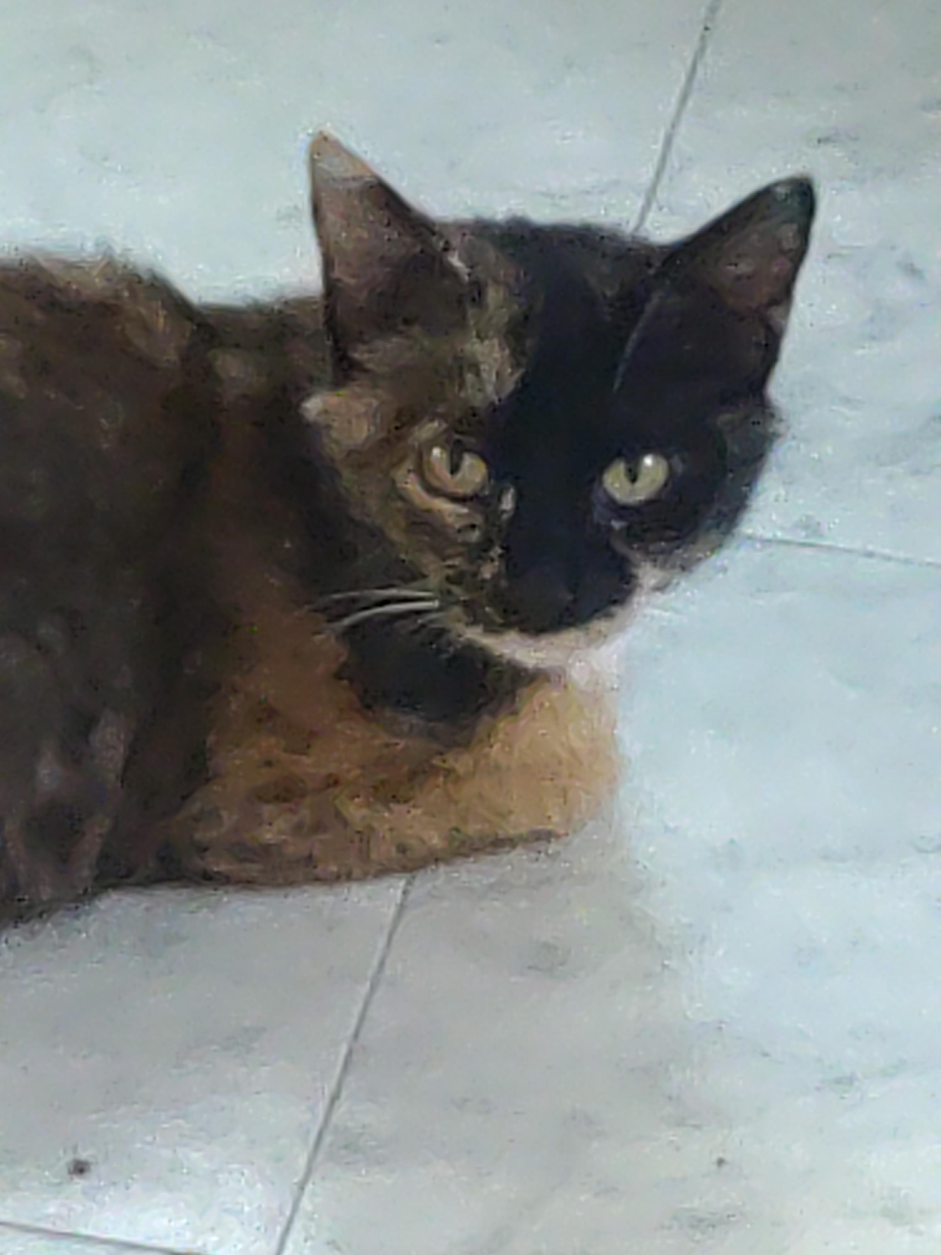 Enlarge Grady, a Adopted Domestic Short Hair in Delmont, PA image 1/4