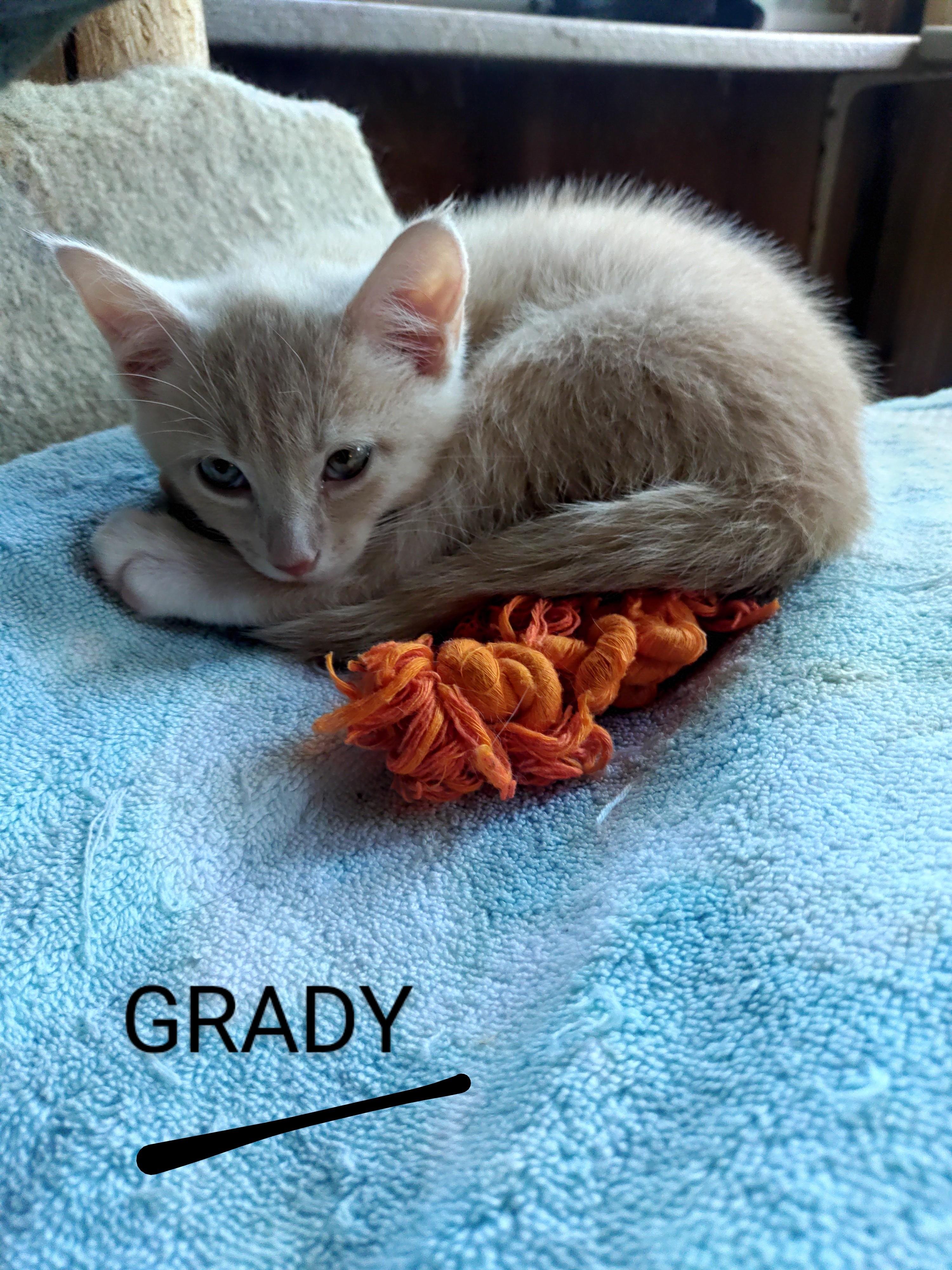 Enlarge Grady, a Adopted Domestic Short Hair in Delmont, PA image 2/4