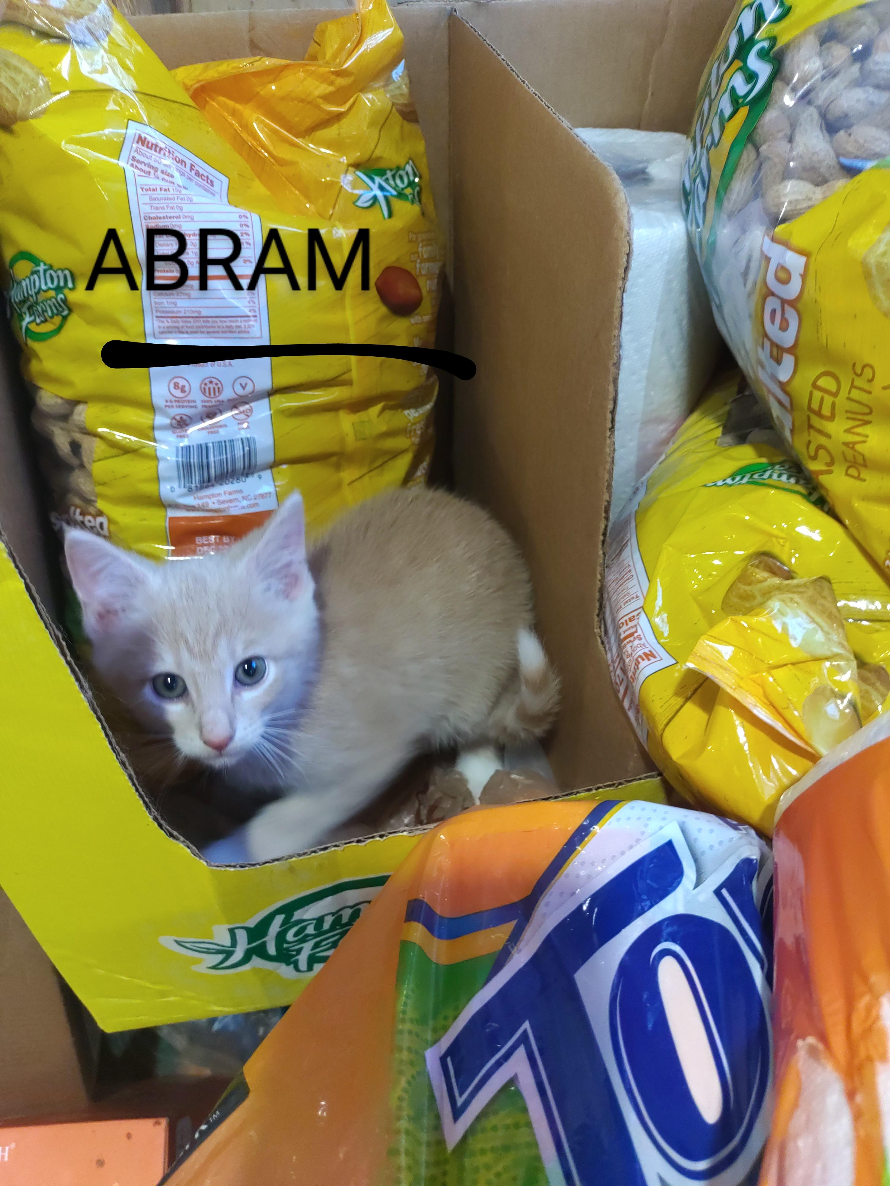 Enlarge Grady, a Adopted Domestic Short Hair in Delmont, PA image 3/4