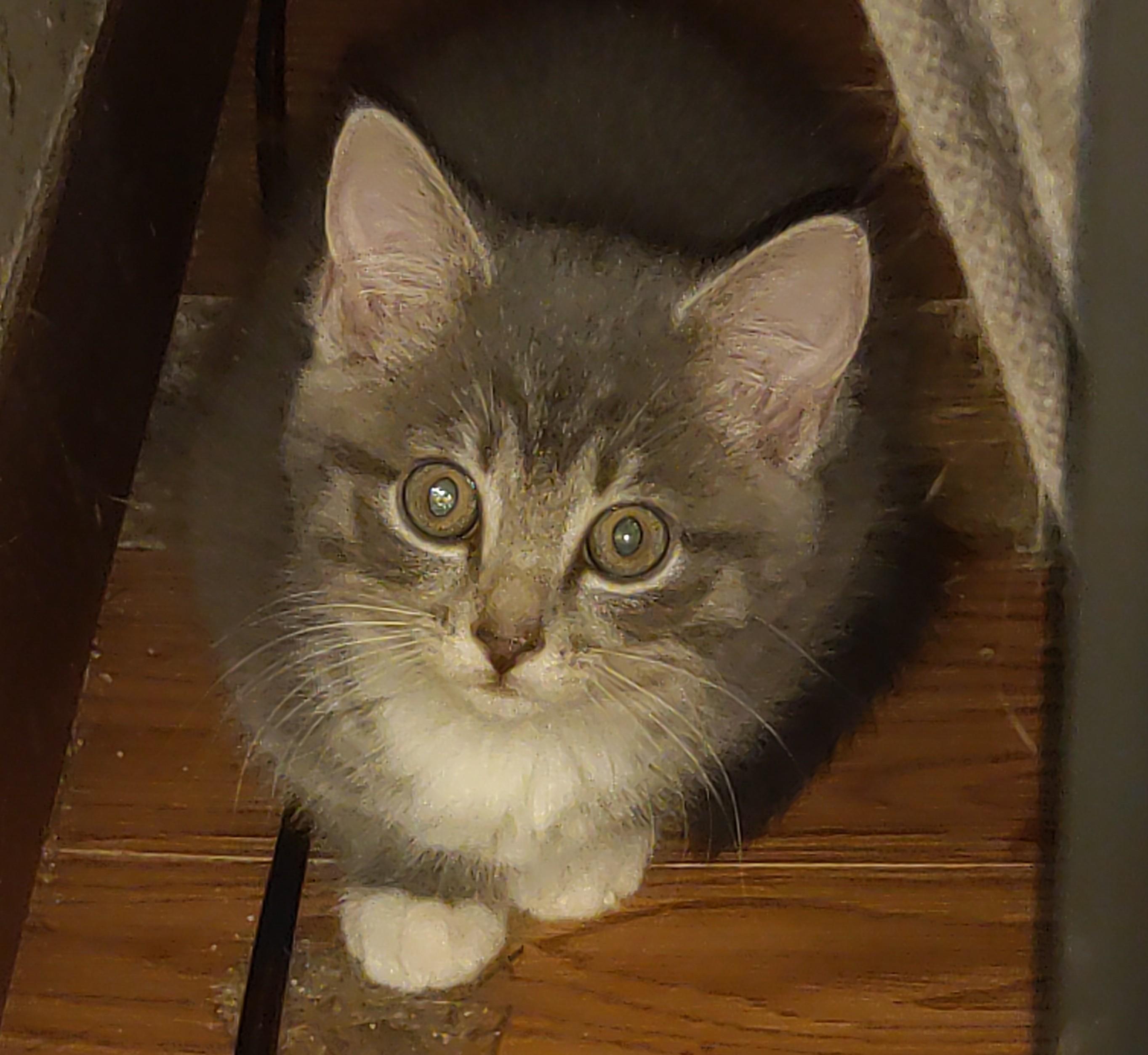 Enlarge Grady, a Adopted Domestic Short Hair in Delmont, PA image 4/4