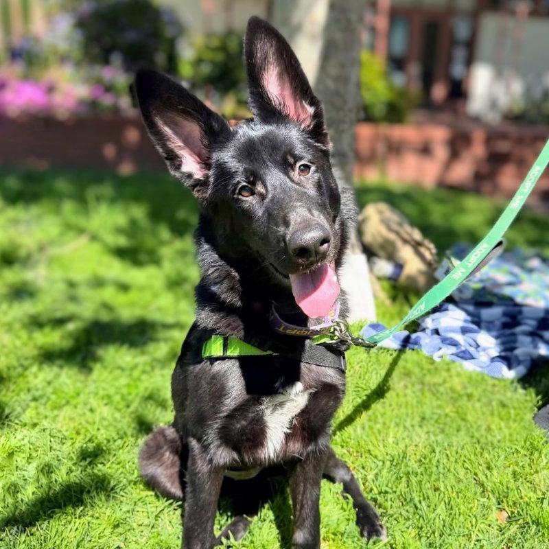 Enlarge Arya, a Adoptable mixed breed in Oakland, CA image 1/3