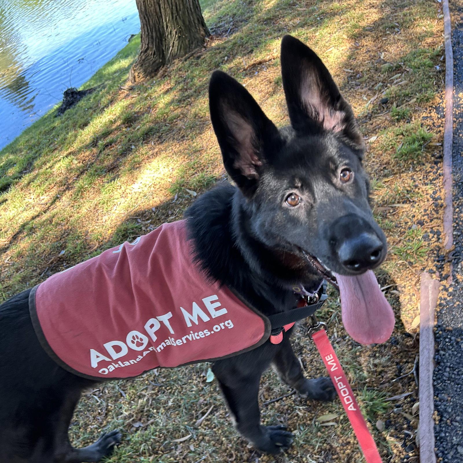 Enlarge Arya, a Adoptable mixed breed in Oakland, CA image 2/3