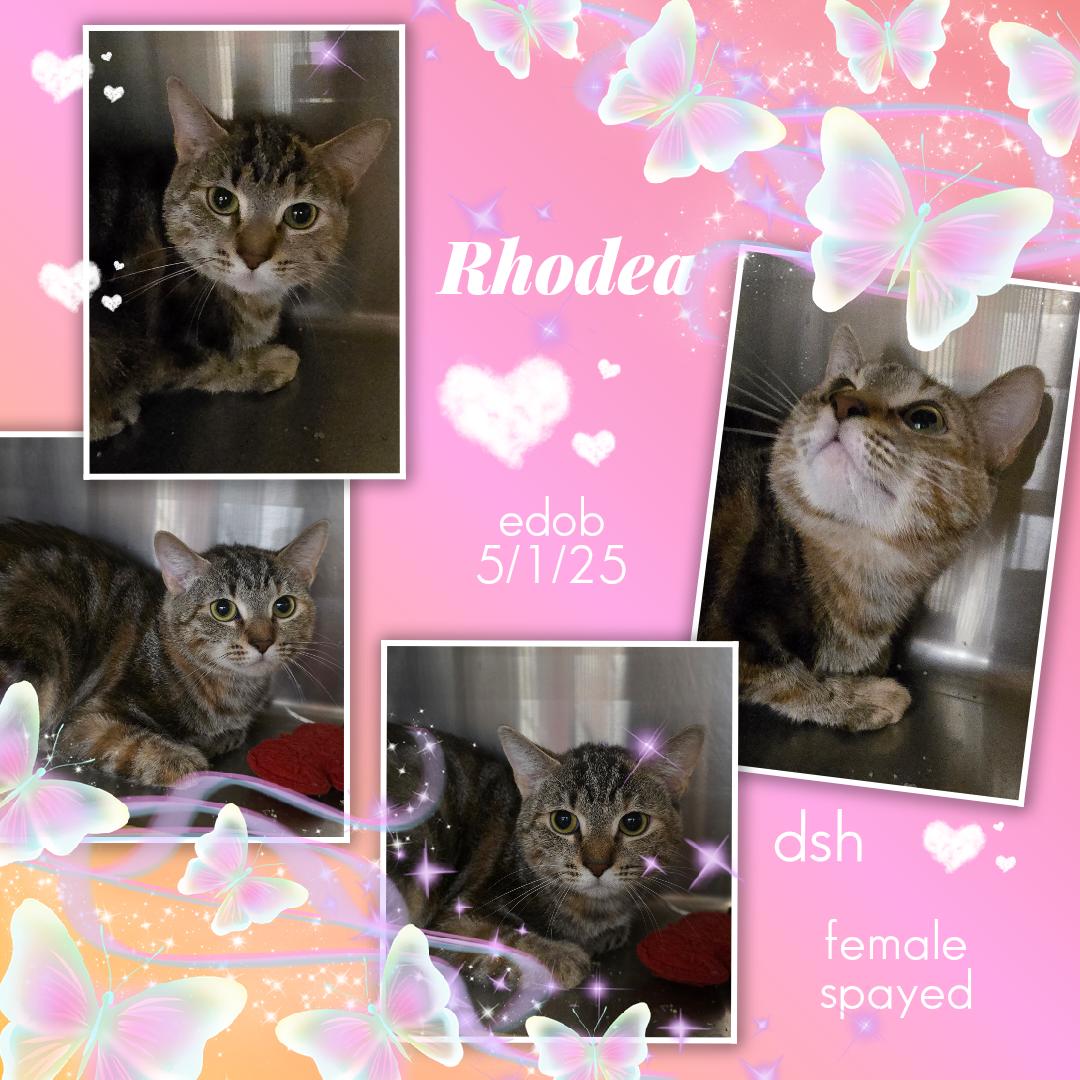 Rhodea OR14381-T, an adoptable mixed breed in Beaverton, OR image 2/6