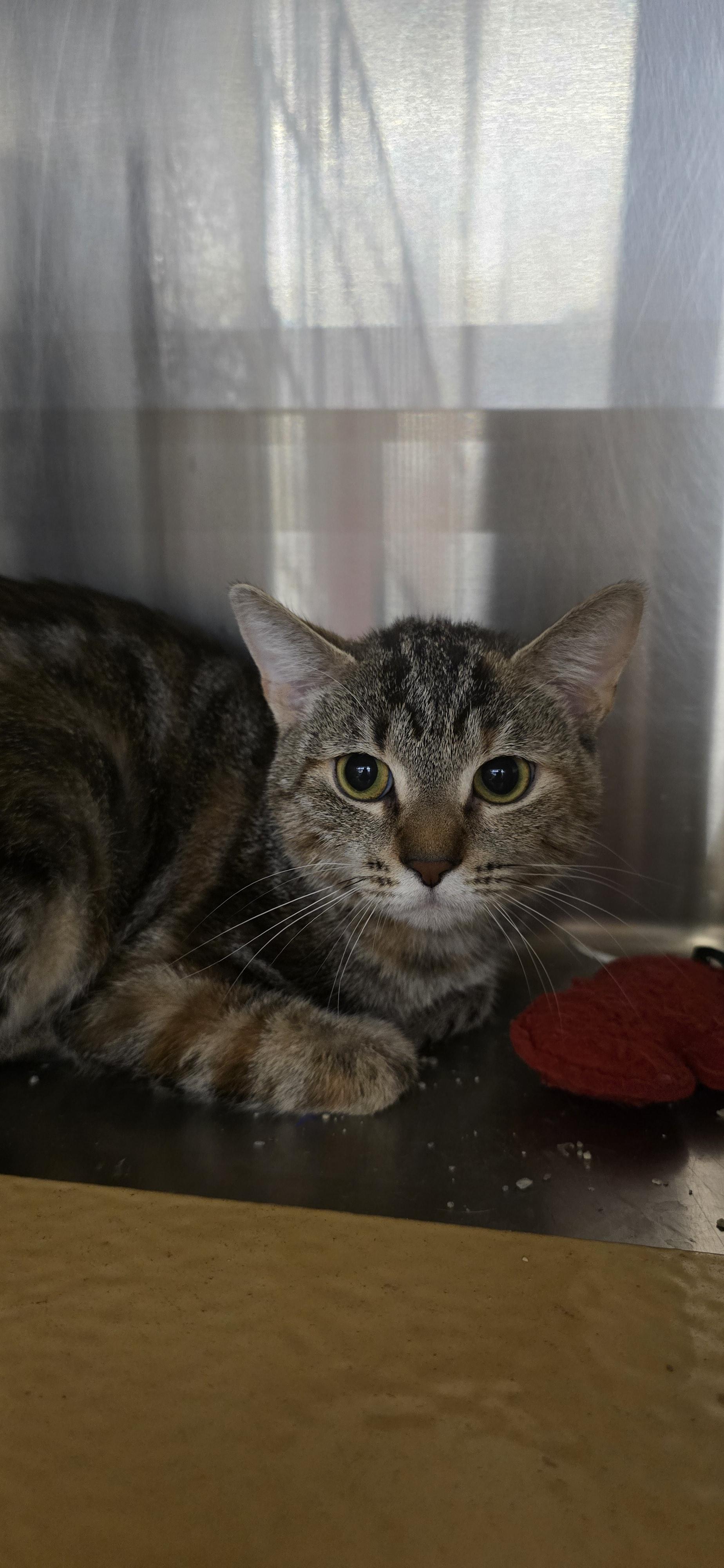 Rhodea OR14381-T, an adoptable mixed breed in Beaverton, OR image 5/6