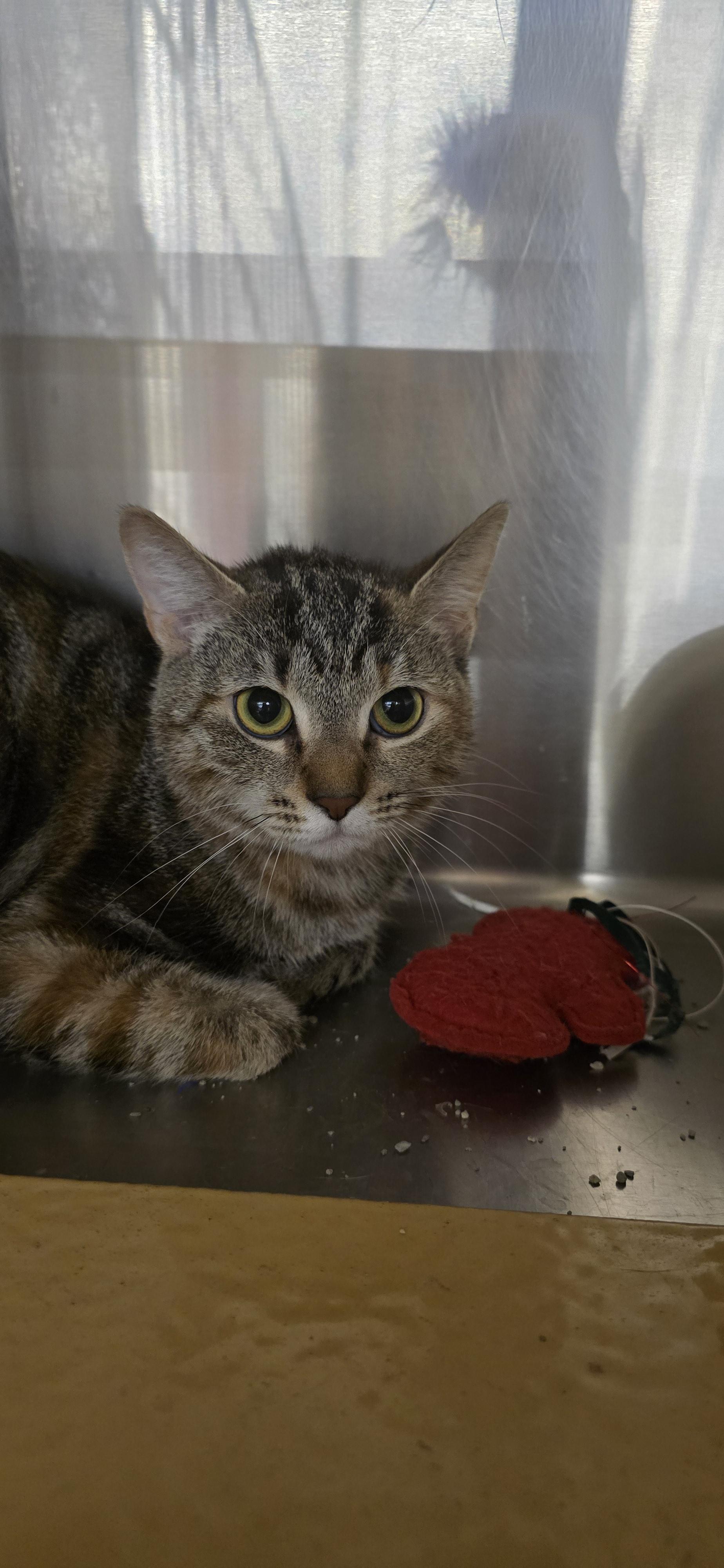 Rhodea OR14381-T, an adoptable mixed breed in Beaverton, OR image 3/6