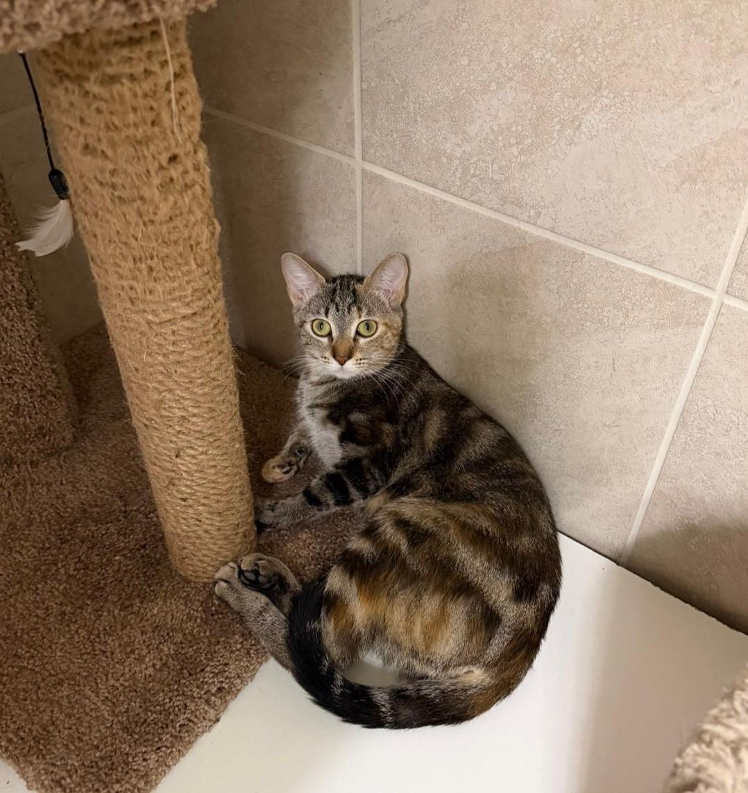 Rhodea OR14381-T, adoptable, Adult Female Domestic Short Hair.