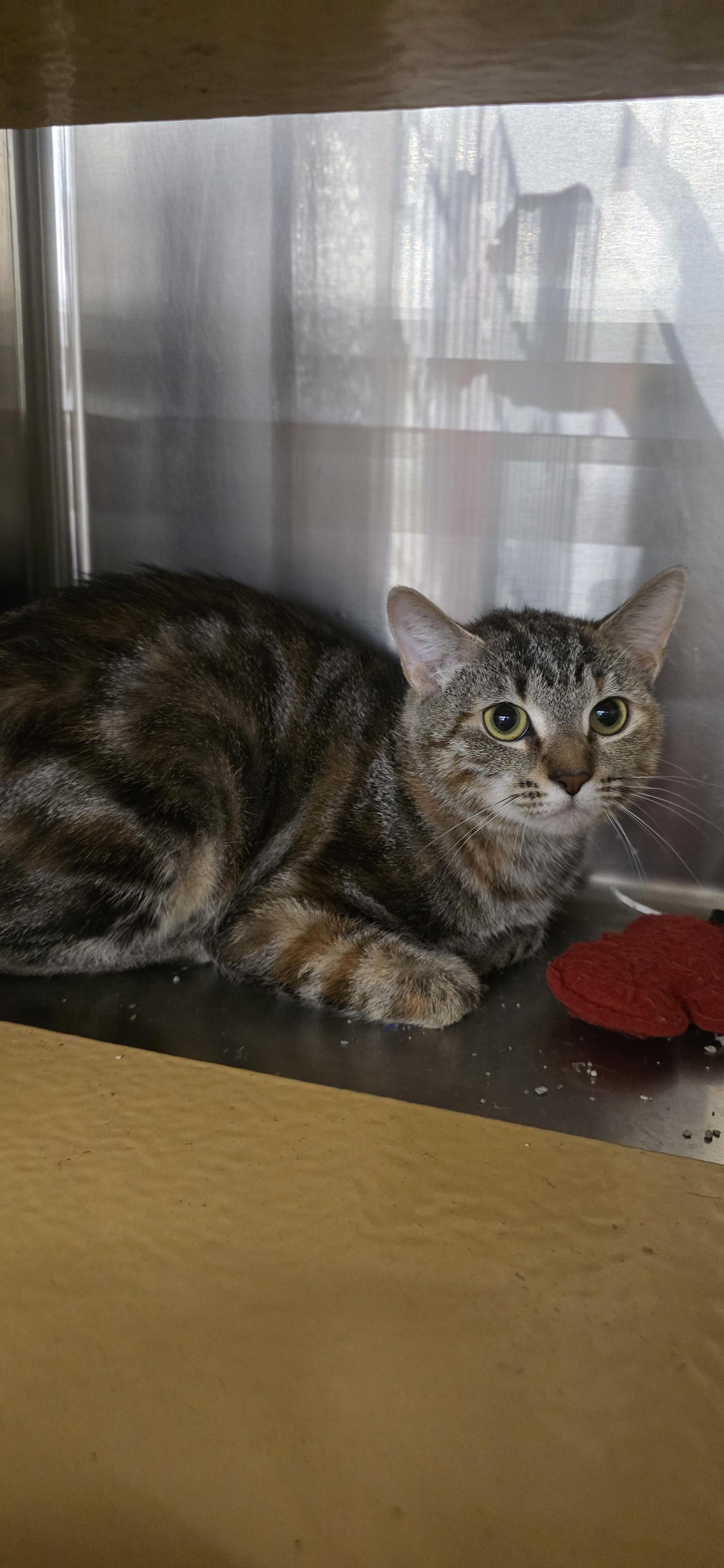 Rhodea OR14381-T, an adoptable mixed breed in Beaverton, OR image 6/6