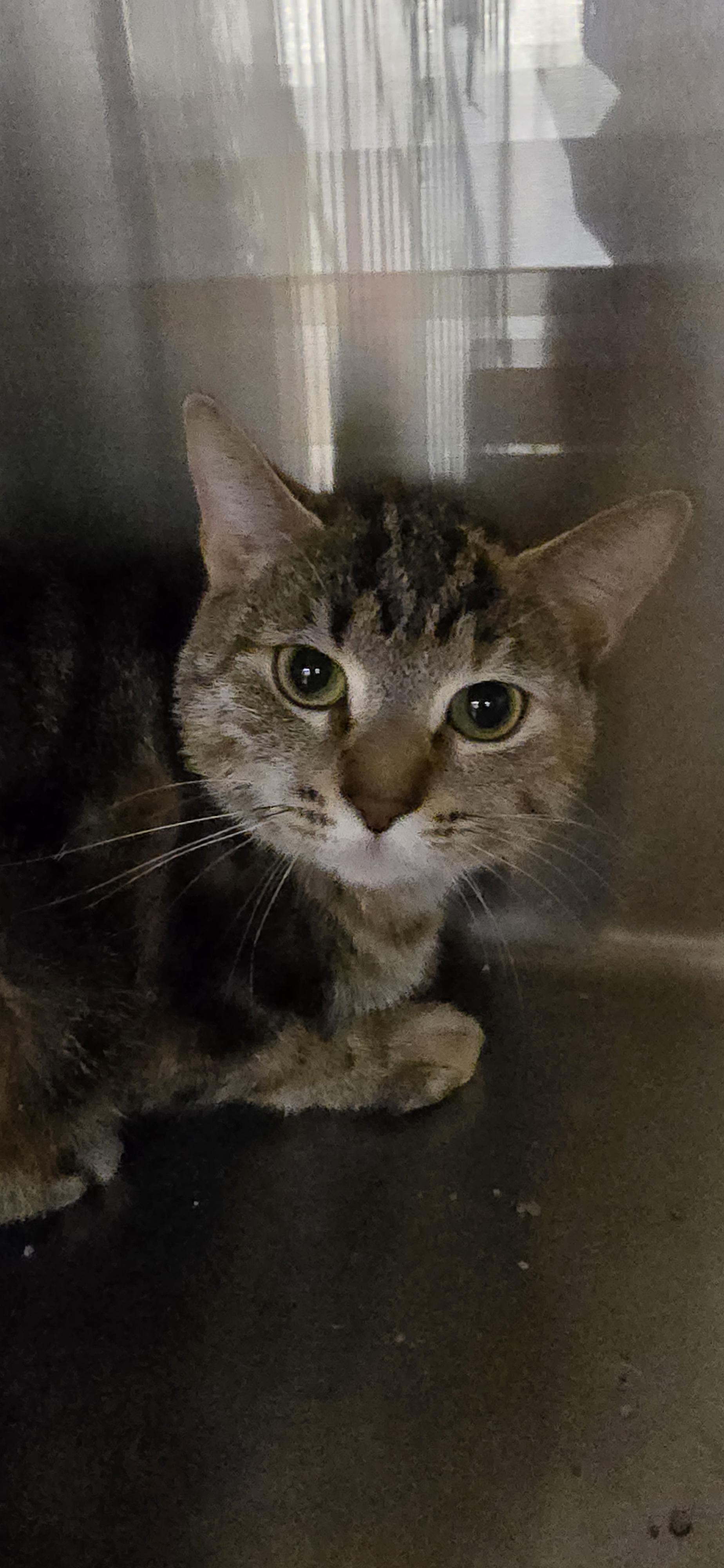 Rhodea OR14381-T, an adoptable mixed breed in Beaverton, OR image 4/6