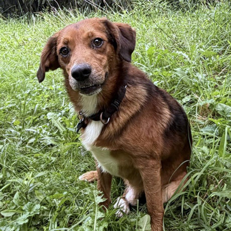 Enlarge Kareem Belmont, a Adoptable mixed breed in London, OH image 3/6
