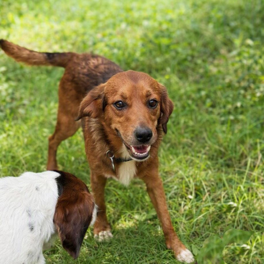Enlarge Kareem Belmont, a Adoptable mixed breed in London, OH image 4/6