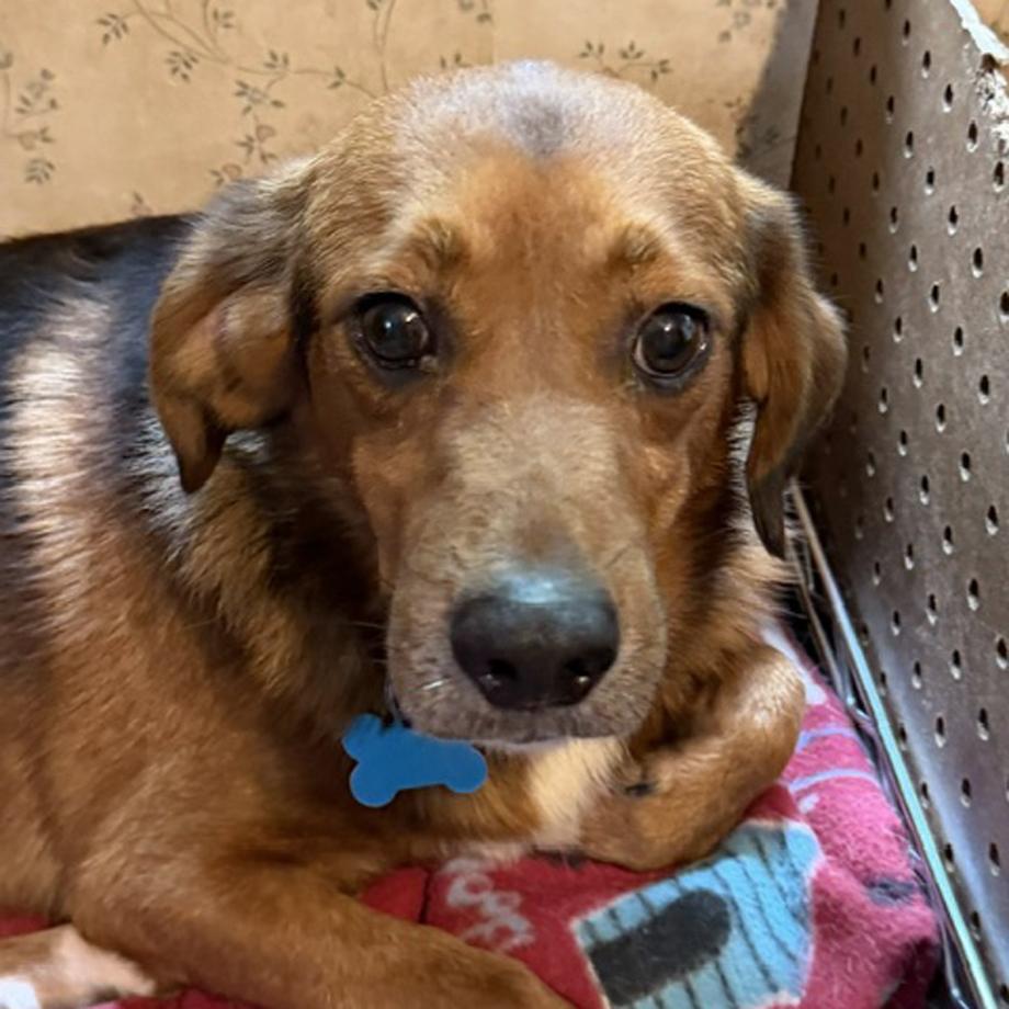 Kareem Belmont, Adoptable, Young Male Beagle.
