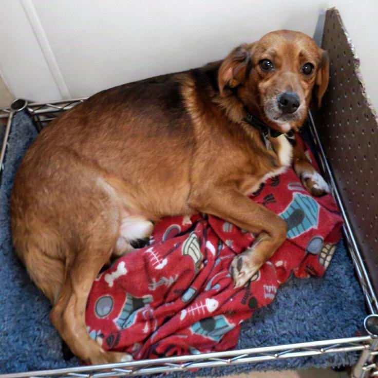 Enlarge Kareem Belmont, a Adoptable mixed breed in London, OH image 6/6