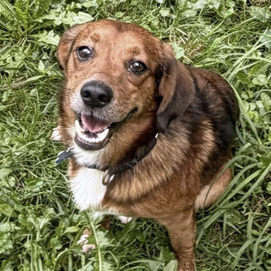 Enlarge Kareem Belmont, a Adoptable mixed breed in London, OH image 2/6