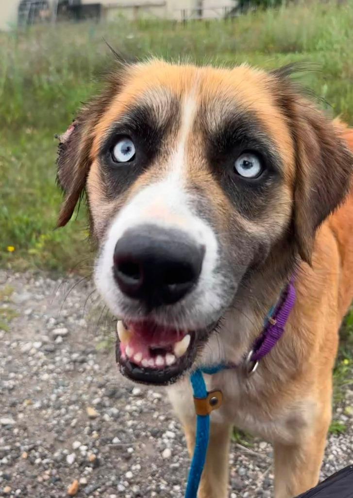 Frenchie, Adoptable, Adult Female Saint Bernard & Australian Shepherd.