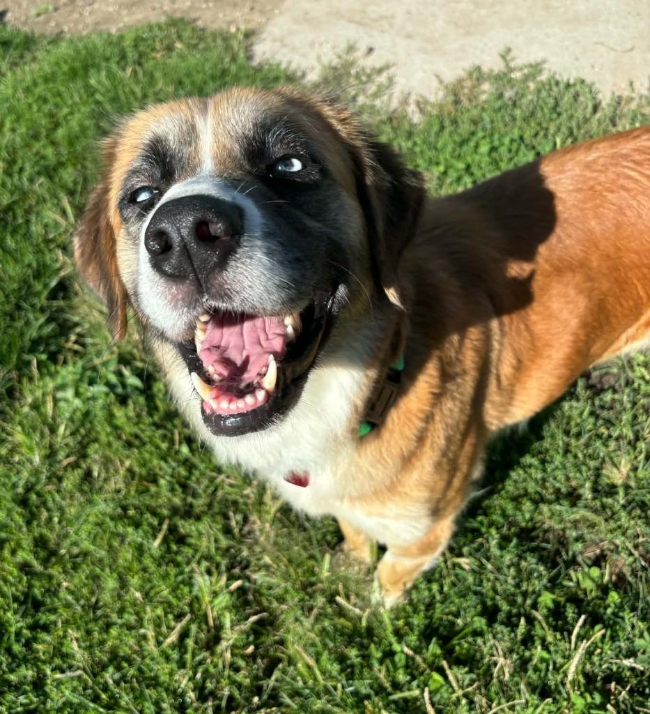 Enlarge Frenchie, a Adoptable mixed breed in Warren, MI image 4/6