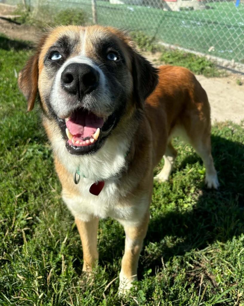 Enlarge Frenchie, a Adoptable mixed breed in Warren, MI image 5/6