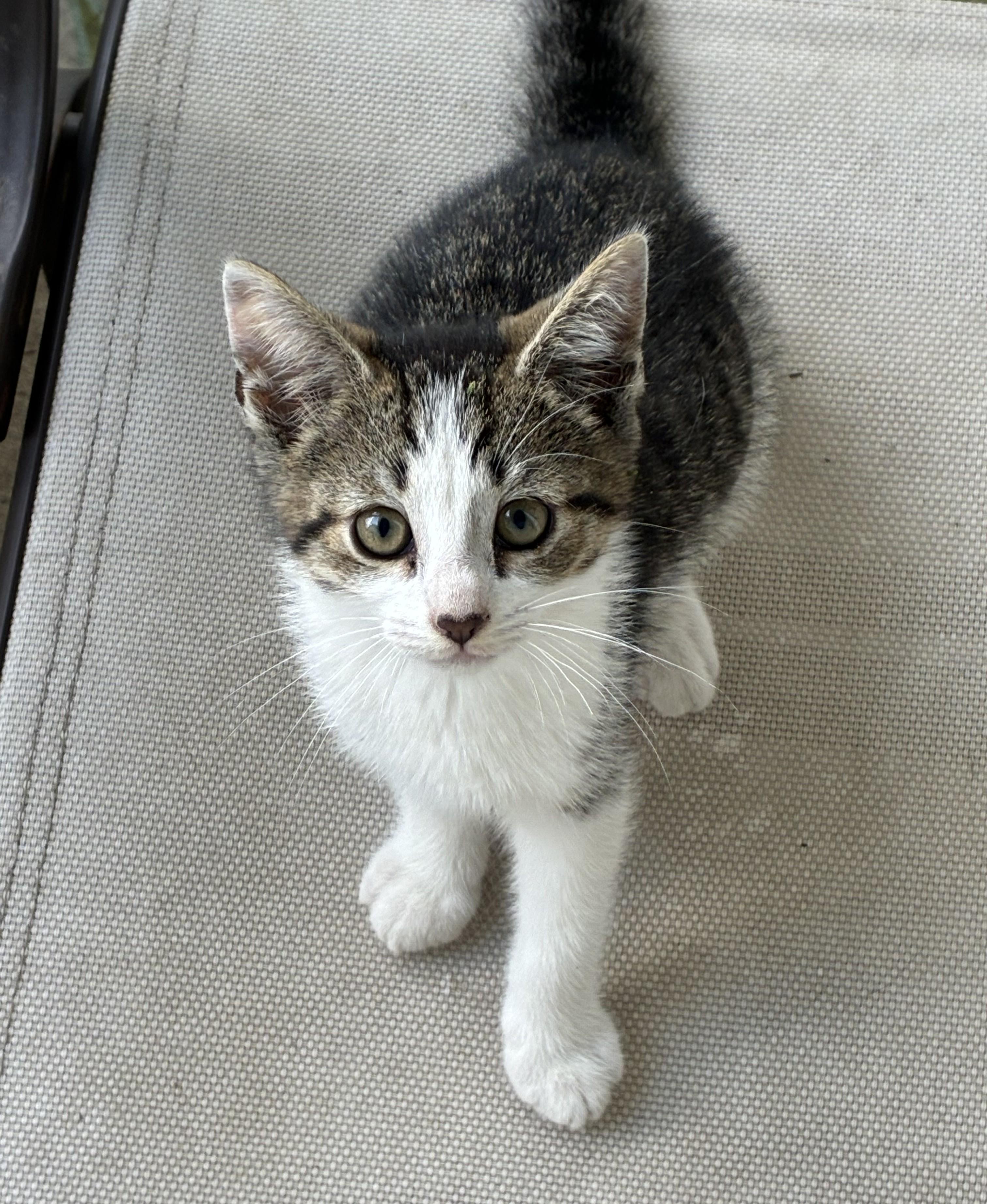 Grayson, a ADOPTABLE Domestic Short Hair in Avon, NY image 2/2