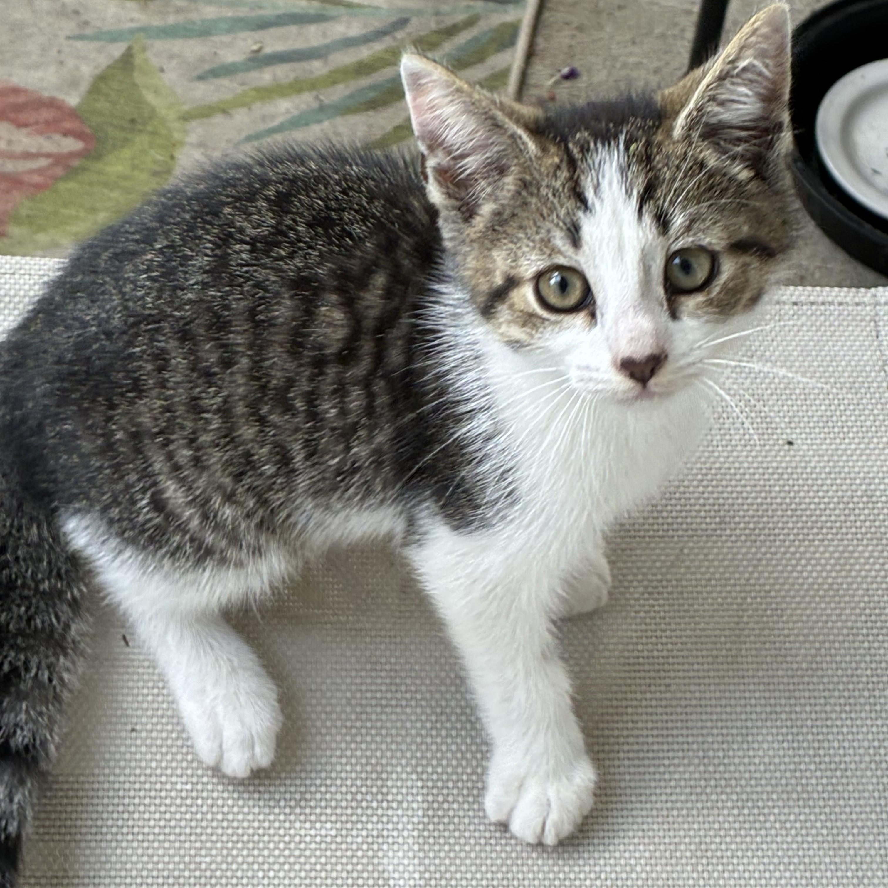 Grayson, ADOPTABLE, Kitten Female Domestic Short Hair.