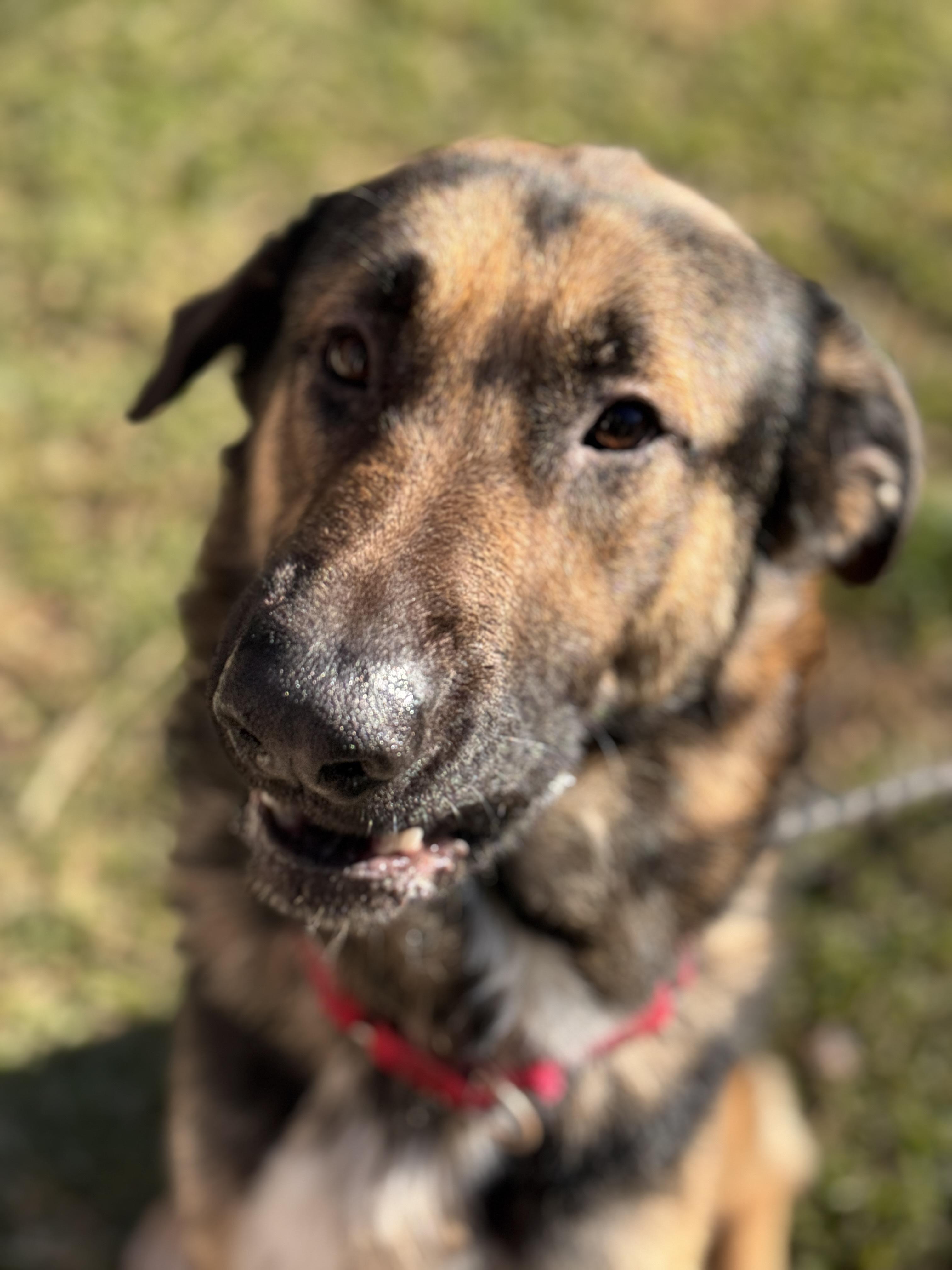 Enlarge Beau, a ADOPTABLE German Shepherd Dog in Redondo Beach , CA image 6/6