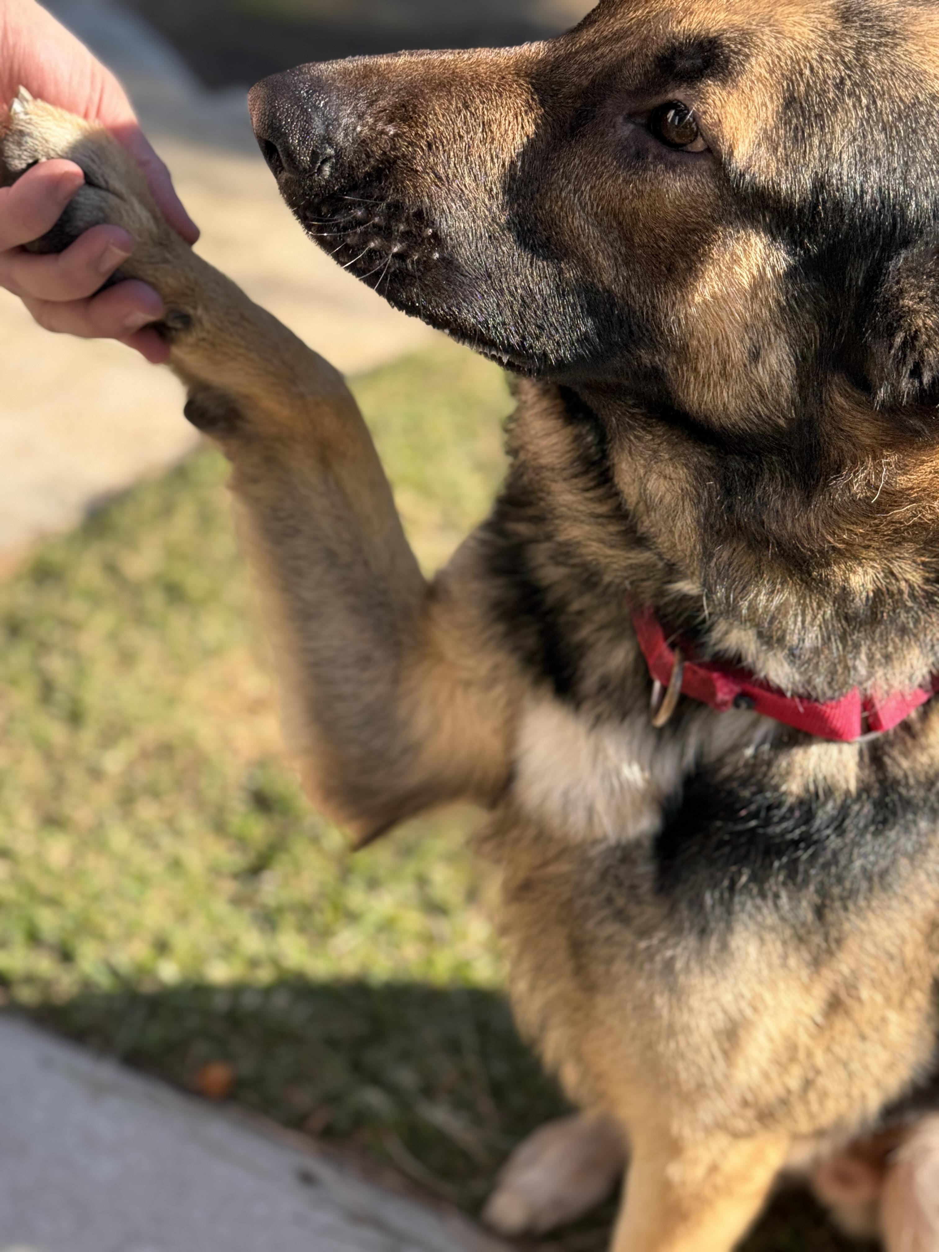 Enlarge Beau, a ADOPTABLE German Shepherd Dog in Redondo Beach , CA image 5/6