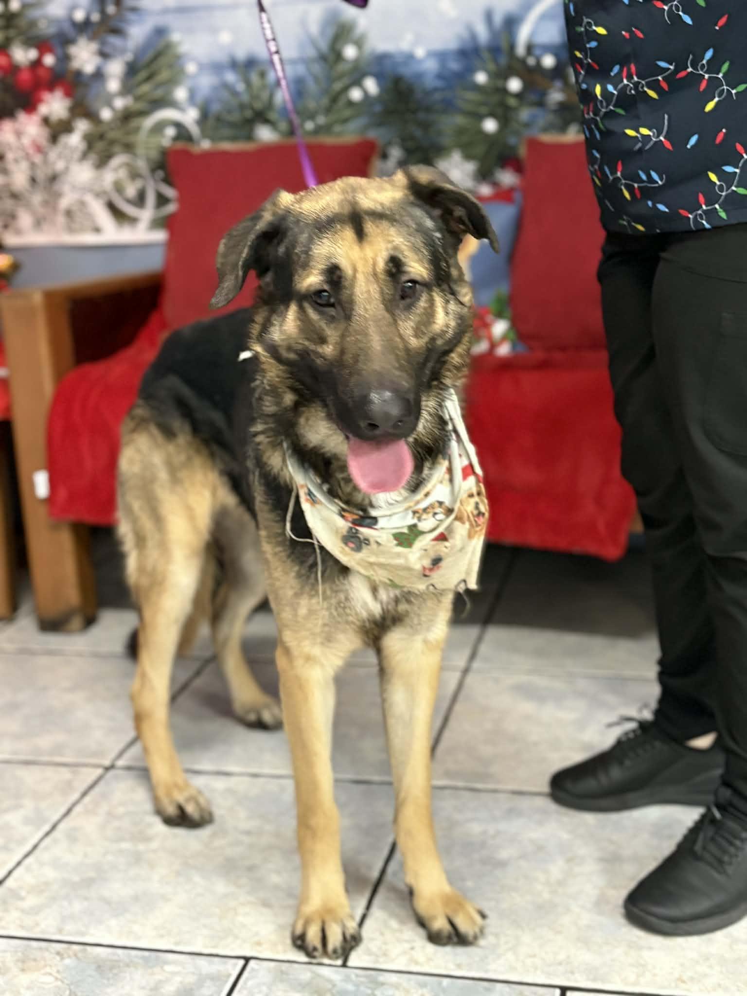 Enlarge Beau, a ADOPTABLE German Shepherd Dog in Redondo Beach , CA image 2/6