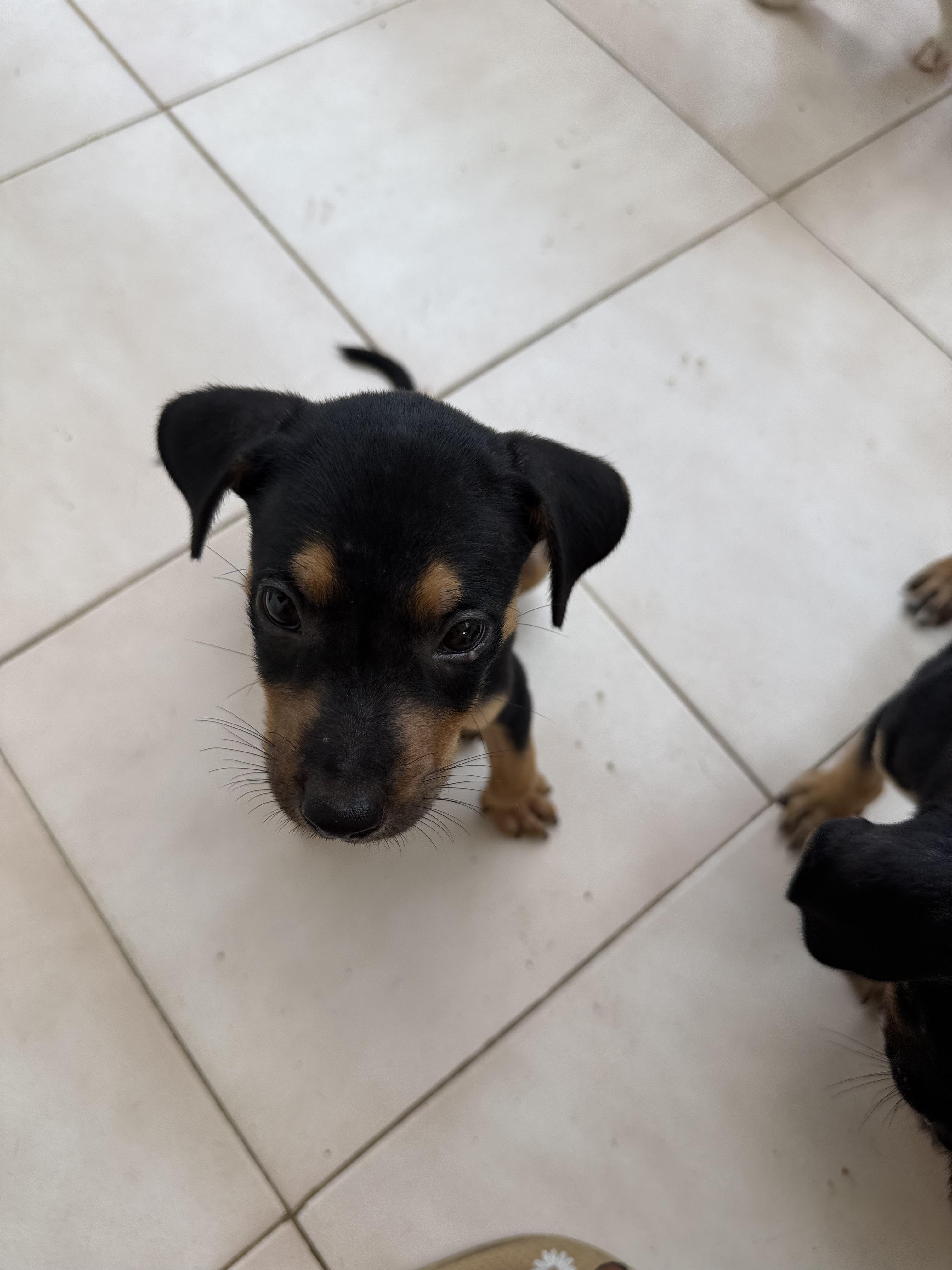Oregano, an adopted mixed breed in ISABELA, PR image 4/6