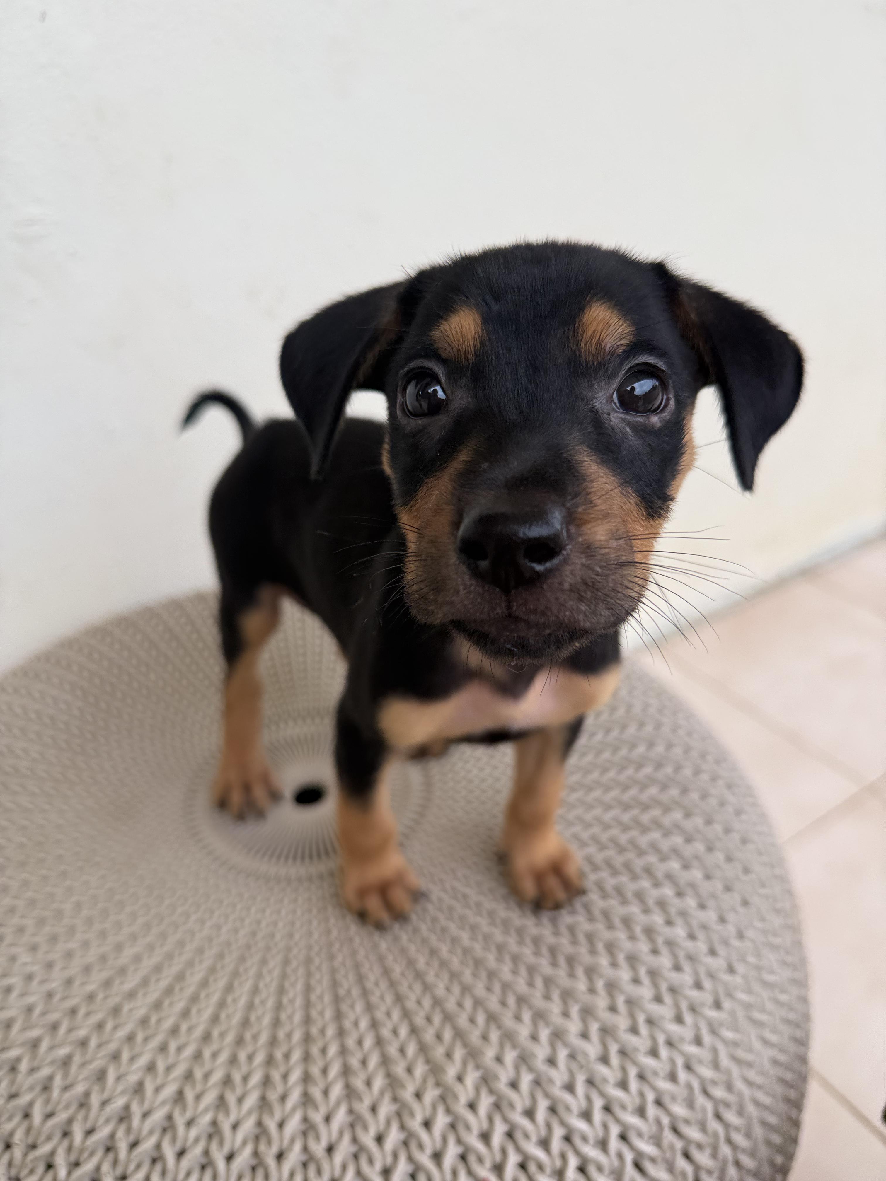 Oregano, an adopted mixed breed in ISABELA, PR image 3/6