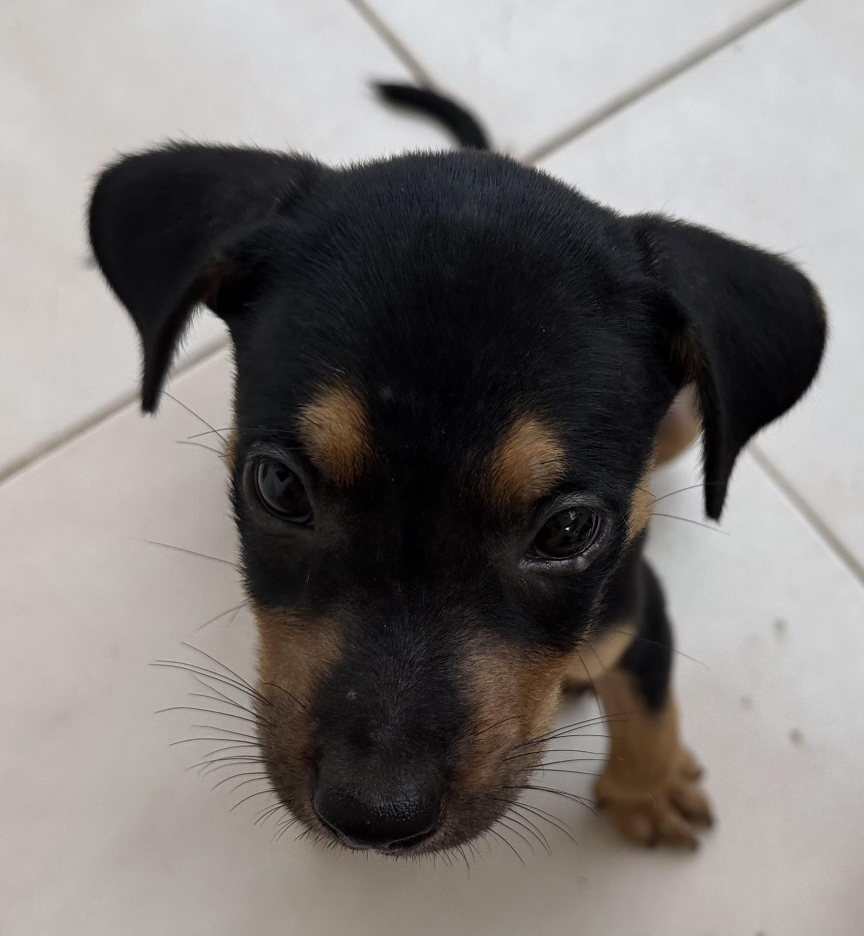 Oregano, an adopted mixed breed in ISABELA, PR image 5/6