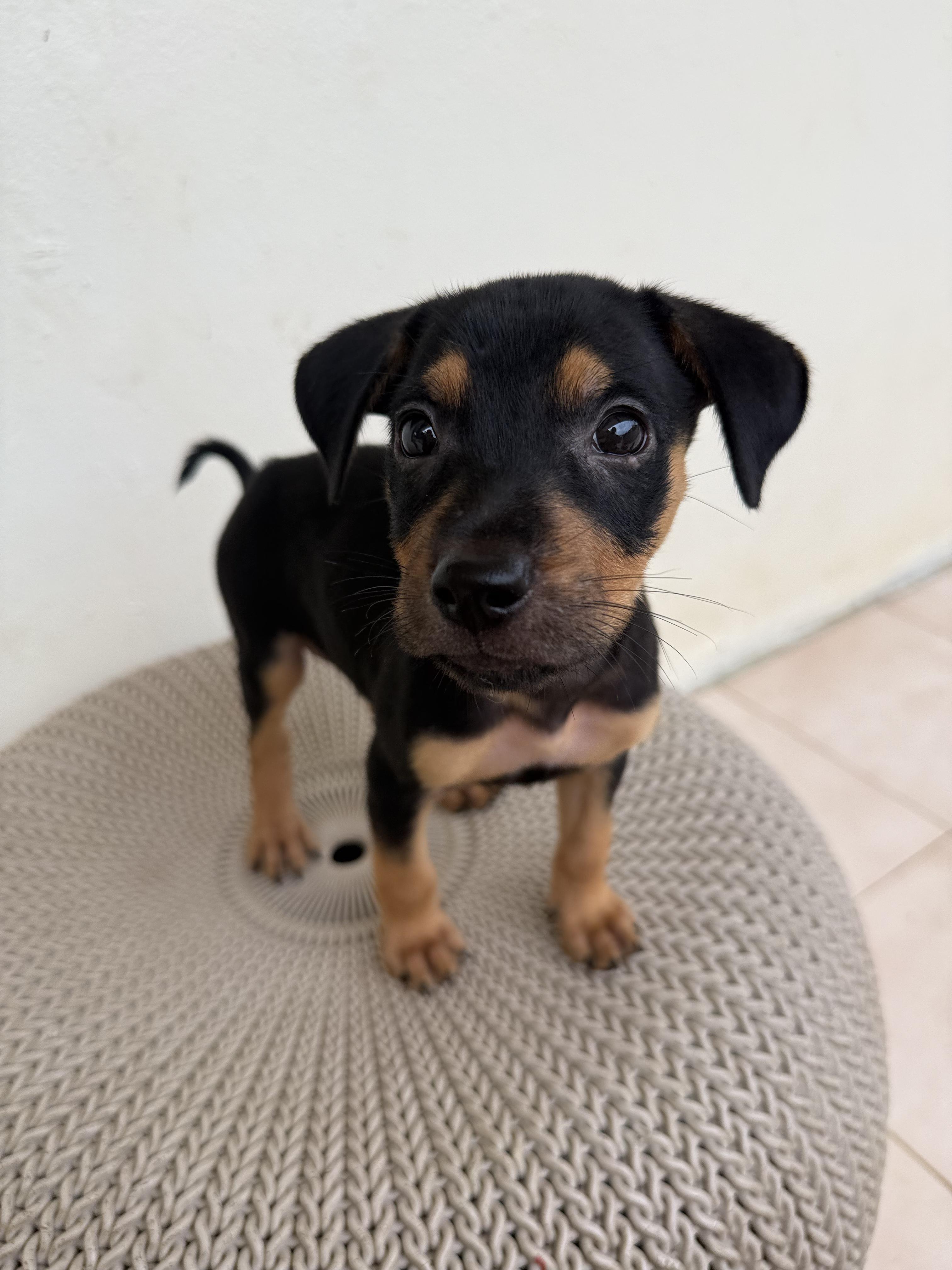 Oregano, an adopted mixed breed in ISABELA, PR image 2/6