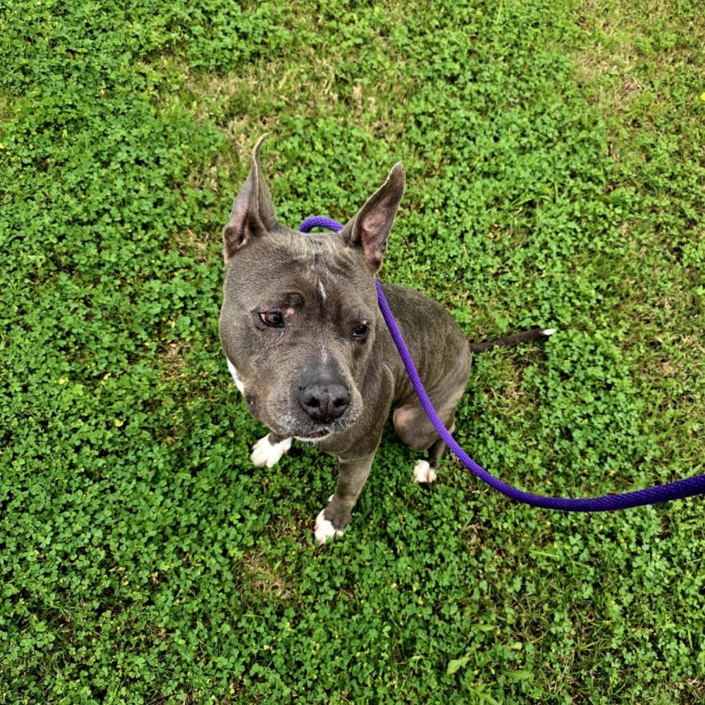 Sheba, Adoptable, Adult Female Pit Bull Terrier.