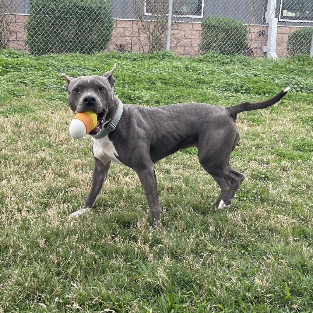 Sheba, Adoptable, Adult Female Pit Bull Terrier.