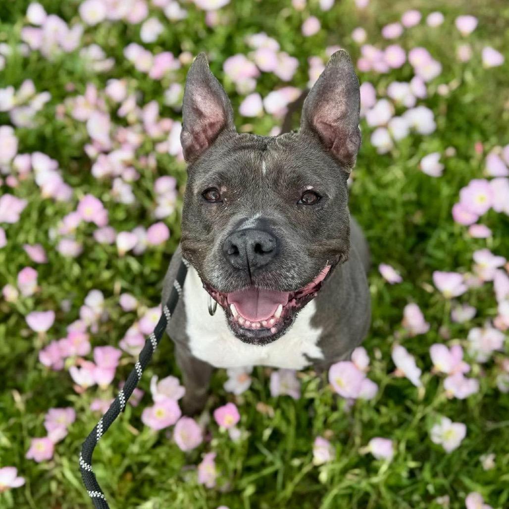 Enlarge Sheba, a Adoptable Pit Bull Terrier in Dickinson, TX image 2/6