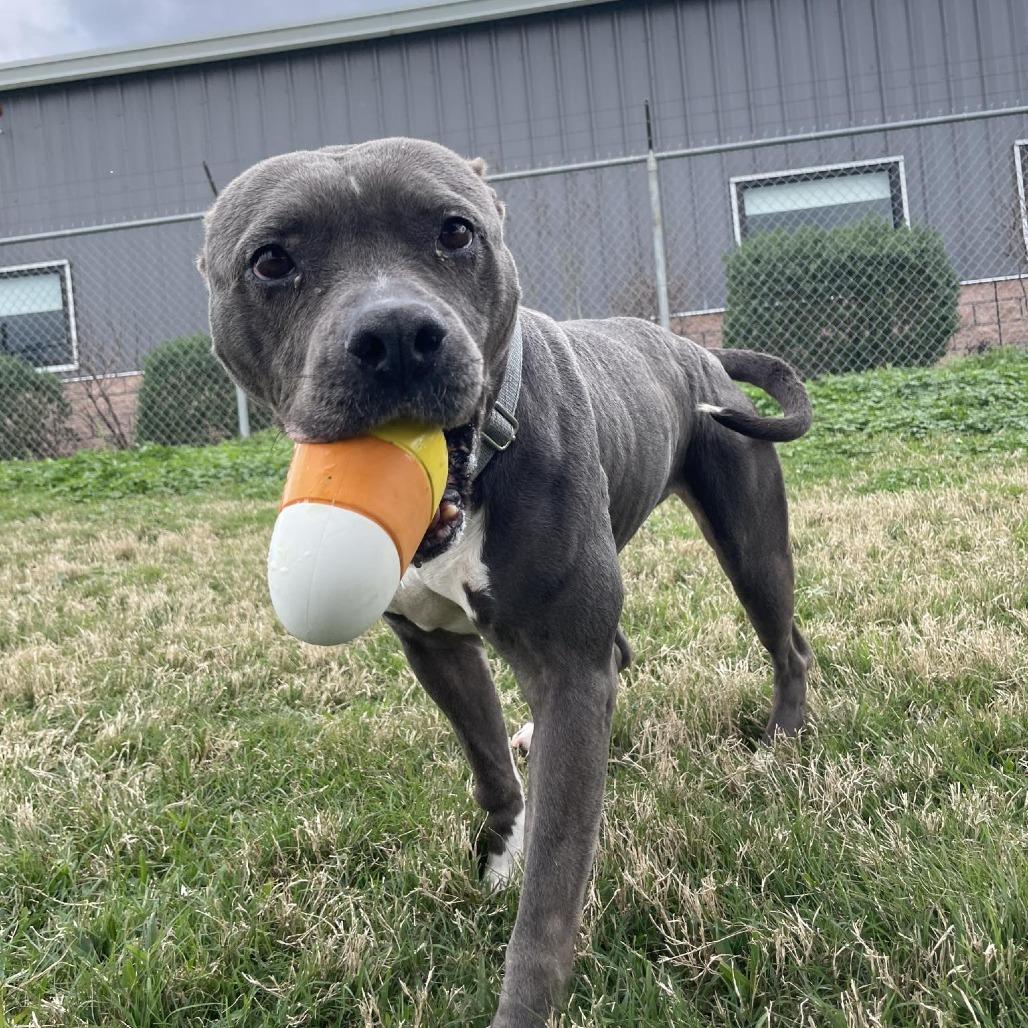 Enlarge Sheba, a Adoptable Pit Bull Terrier in Dickinson, TX image 2/6