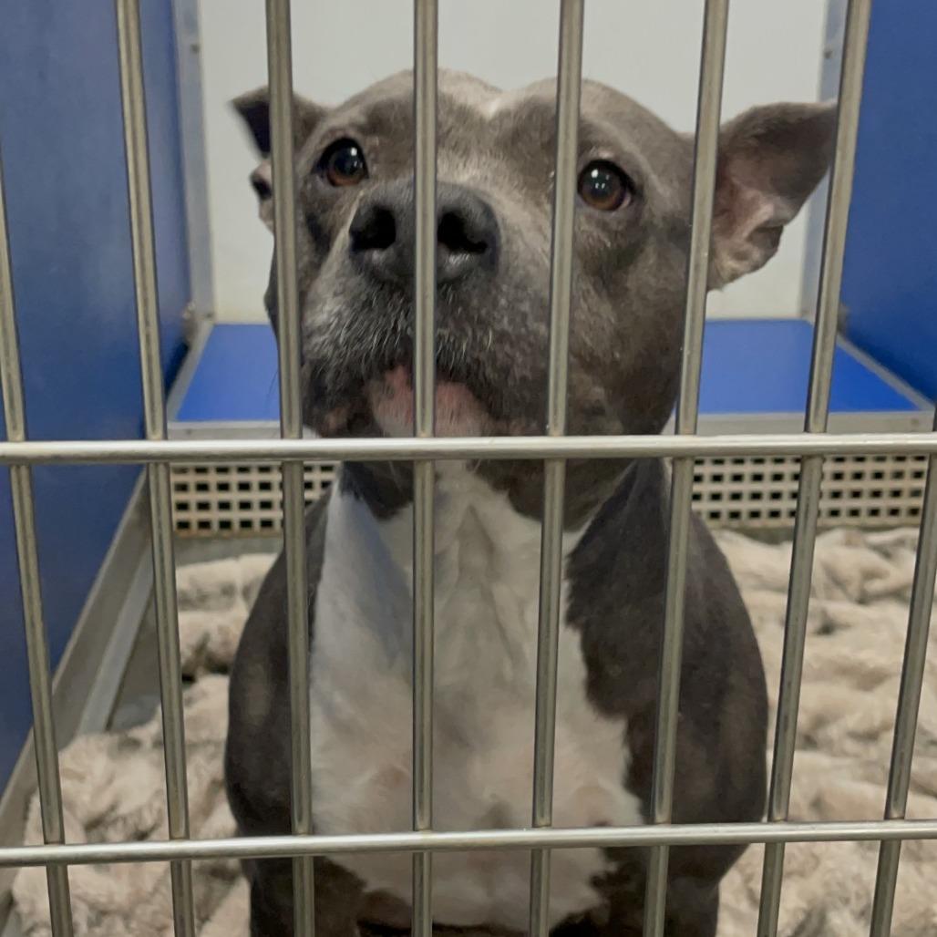 Enlarge Sheba, a Adoptable Pit Bull Terrier in Dickinson, TX image 3/6