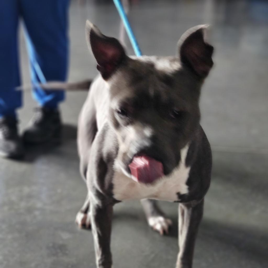 Enlarge Sheba, a Adoptable Pit Bull Terrier in Dickinson, TX image 4/6