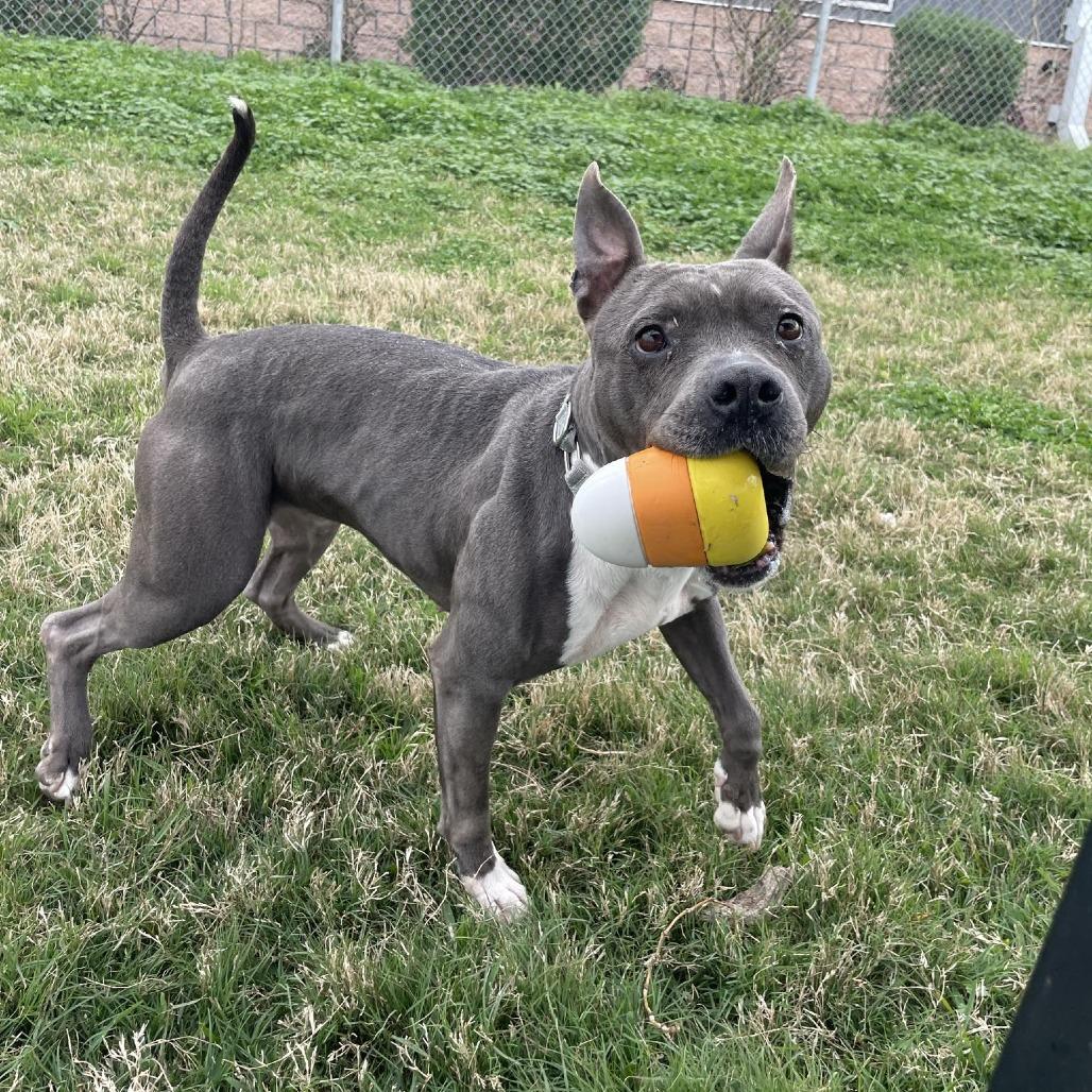 Enlarge Sheba, a Adoptable Pit Bull Terrier in Dickinson, TX image 5/6