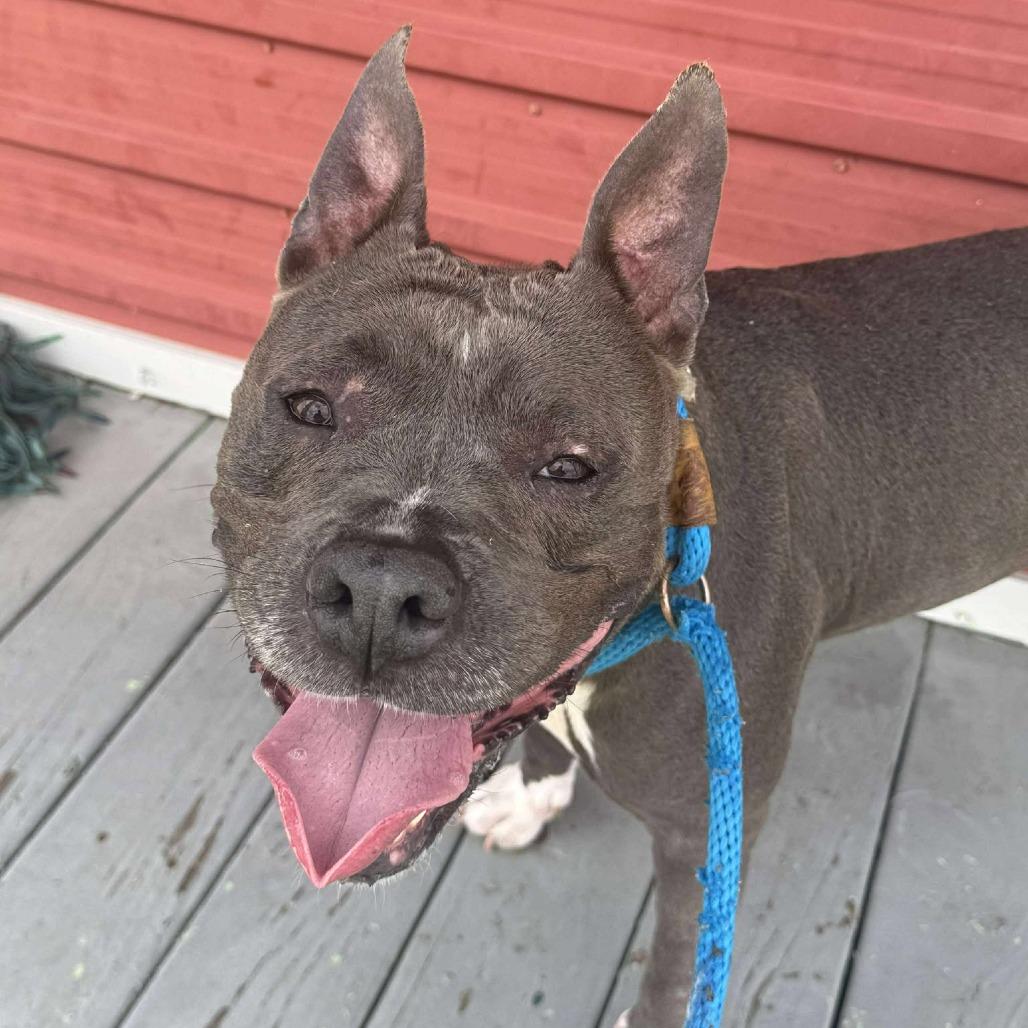 Enlarge Sheba, a Adoptable Pit Bull Terrier in Dickinson, TX image 6/6