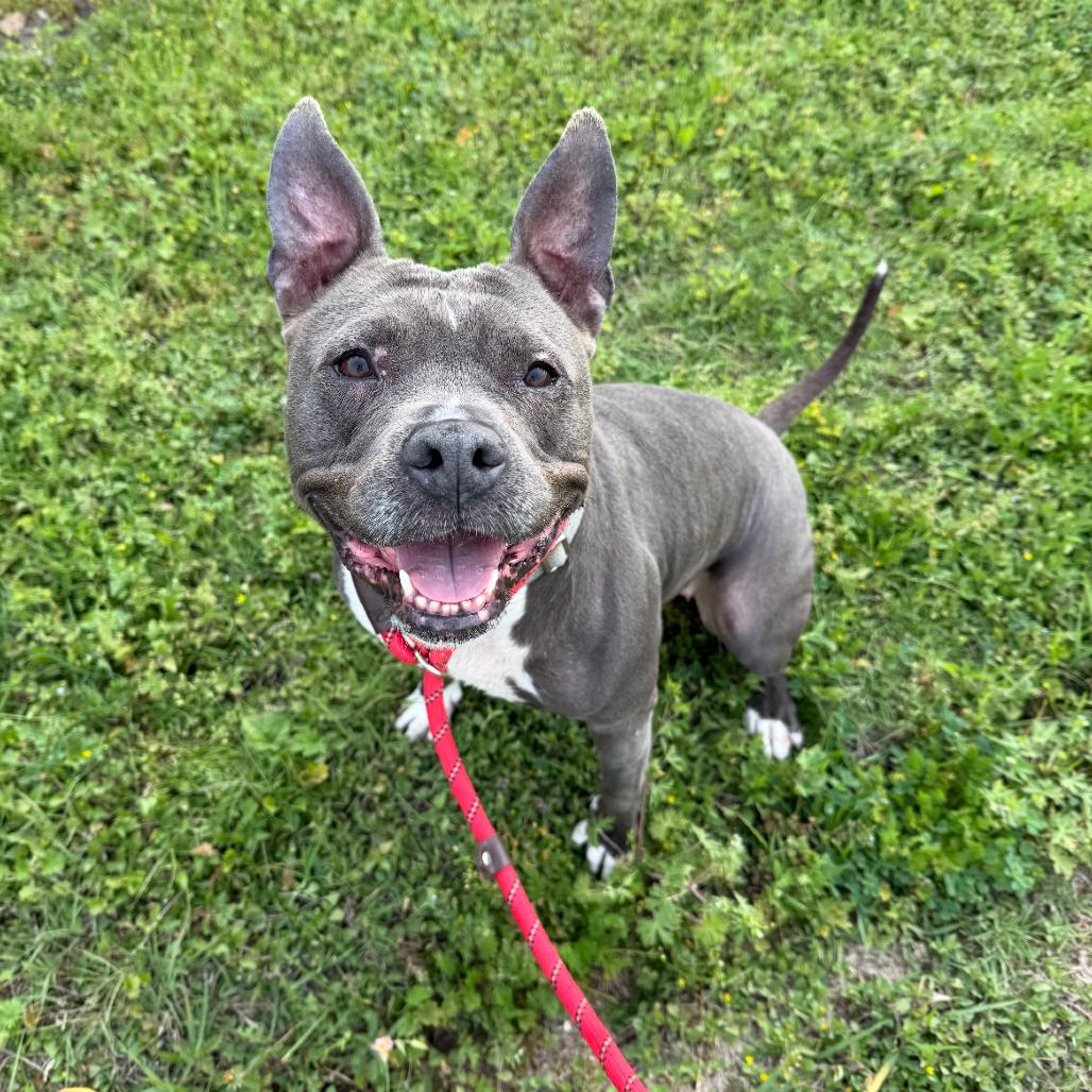 Enlarge Sheba, a Adoptable Pit Bull Terrier in Dickinson, TX image 6/6