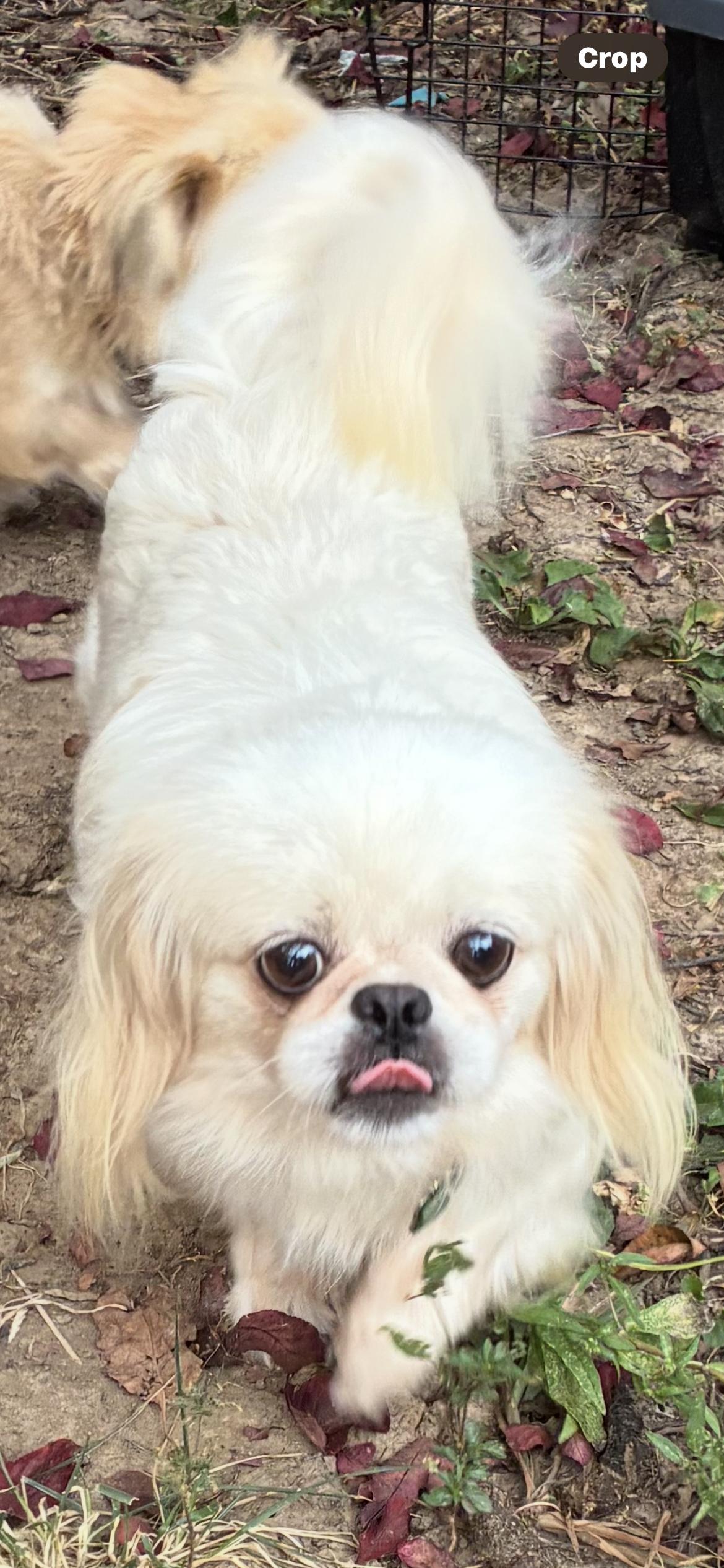 Bonnie, an adoptable Pekingese in Saint Louis, MO, 63139 | Photo Image 1