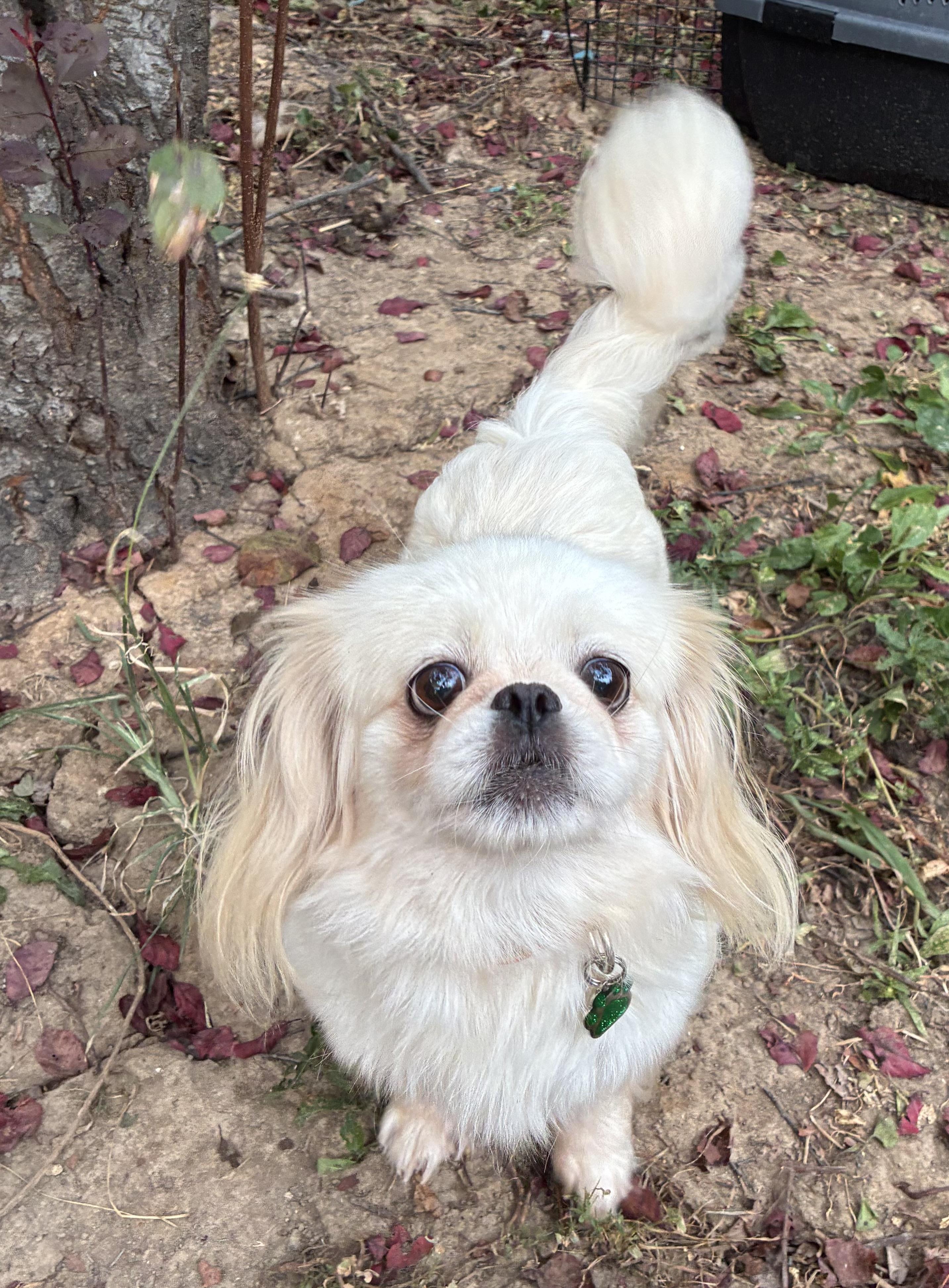 Bonnie, an adoptable Pekingese in Saint Louis, MO, 63139 | Photo Image 2