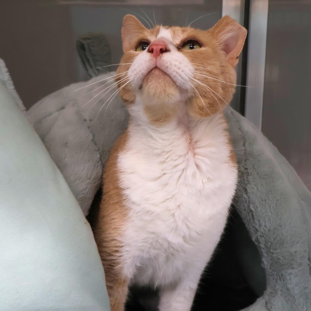 Sven, Adoptable, Senior Male Domestic Short Hair.