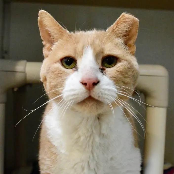Enlarge Sven, a Adoptable Domestic Short Hair in Saint Charles, MO image 2/3