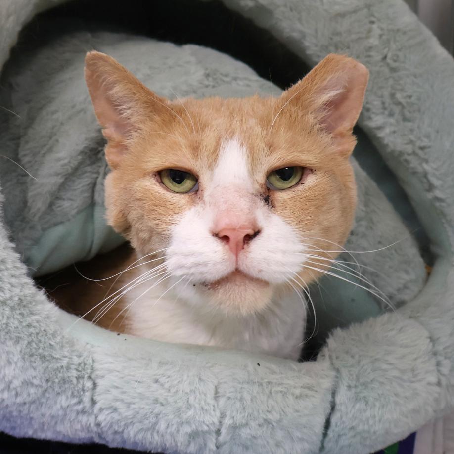 Enlarge Sven, a Adoptable Domestic Short Hair in Saint Charles, MO image 3/3